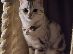 -纳吉亚猫专科动物医院博雅分院
