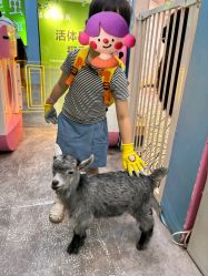-神奇动物撸宠馆·羊驼·小浣熊·异宠(豫园店)