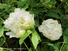 -洛阳市隋唐城遗址植物园