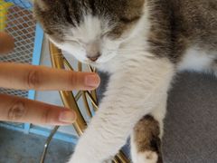 -喵屿·大理花园猫咖