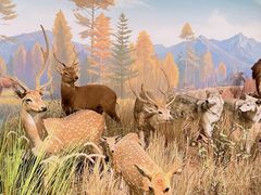 -陕西自然博物馆