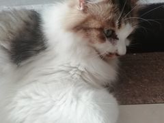 -万小咖.猫咖(中山路天虹店)