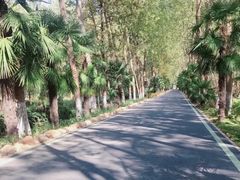 -合肥滨湖国家森林公园