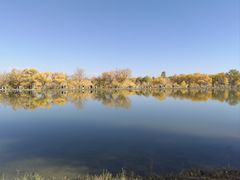 -金塔沙漠胡杨林景区