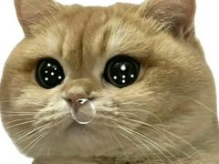 -四月宠物医院·猫专科·心脏专科·内科(转塘店)