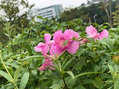 -小洲村