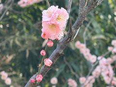 -莫愁湖公园