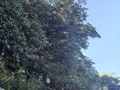 -普陀山风景区-佛顶山