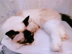 -共舞时光猫咖·狗咖(新街口店)