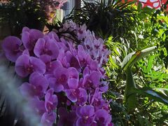 -花里花店(唐镇阳光天地店)