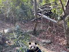 -都江堰中华大熊猫苑