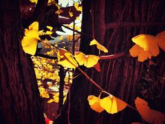 -遵化市禅林寺古银杏风景园