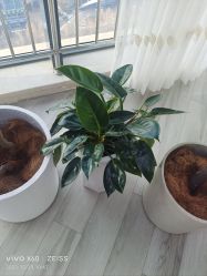 -HEYAN荷妍专业脱毛连锁机构