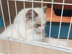 -猫宠乐园·专业洗护