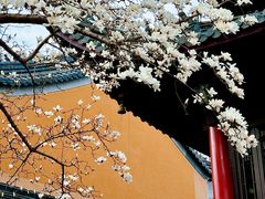 -灵谷景区
