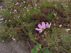 -西京湾花海