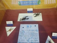 -上海大自然野生昆虫馆(东方明珠·爬宠昆虫探索中心)