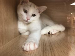 -猫和宫(六道口店)
