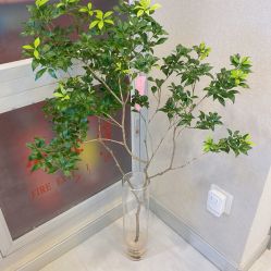 -北京楚诺医疗美容