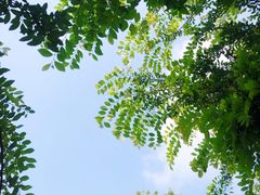 -武汉紫薇都市田园