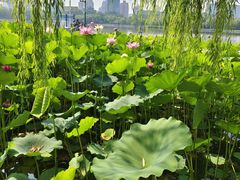 -莲花池公园