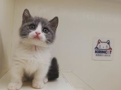 -十年猫舍·猫咪专门店(普陀店)