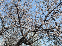 -桃花堤公园
