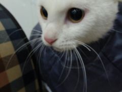 -伟伟宠物医院·CT影像中心·瑞派犬猫综合性门诊(汉口总院)