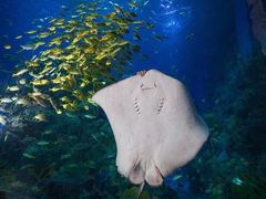 -芜湖新华联大白鲸海洋公园