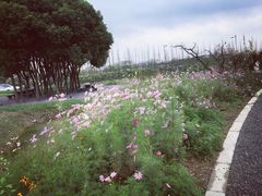 -田园东方蜜桃村的田野营地