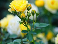 -人民公园(罗湖区)