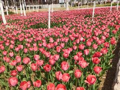 -商丘市人民公园