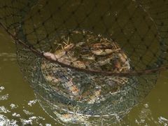 -会江钓鱼钓虾烧烤场