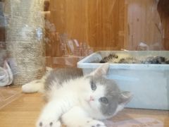 -Pets First伊珊娜洗护·精致美容·家庭式寄养(新会路店)