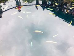 -富士山吉田線五合目