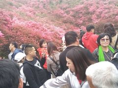 -木兰云雾山