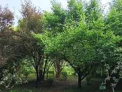 -洛阳市隋唐城遗址植物园