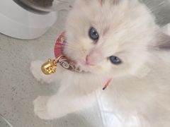 -糯米喵星人总部直营旗舰店·猫舍·幼猫出售
