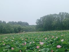 -东郊湿地公园