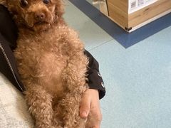 -萌兽医馆·犬猫专科·眼科中心·宠物医院(朝阳门分院)