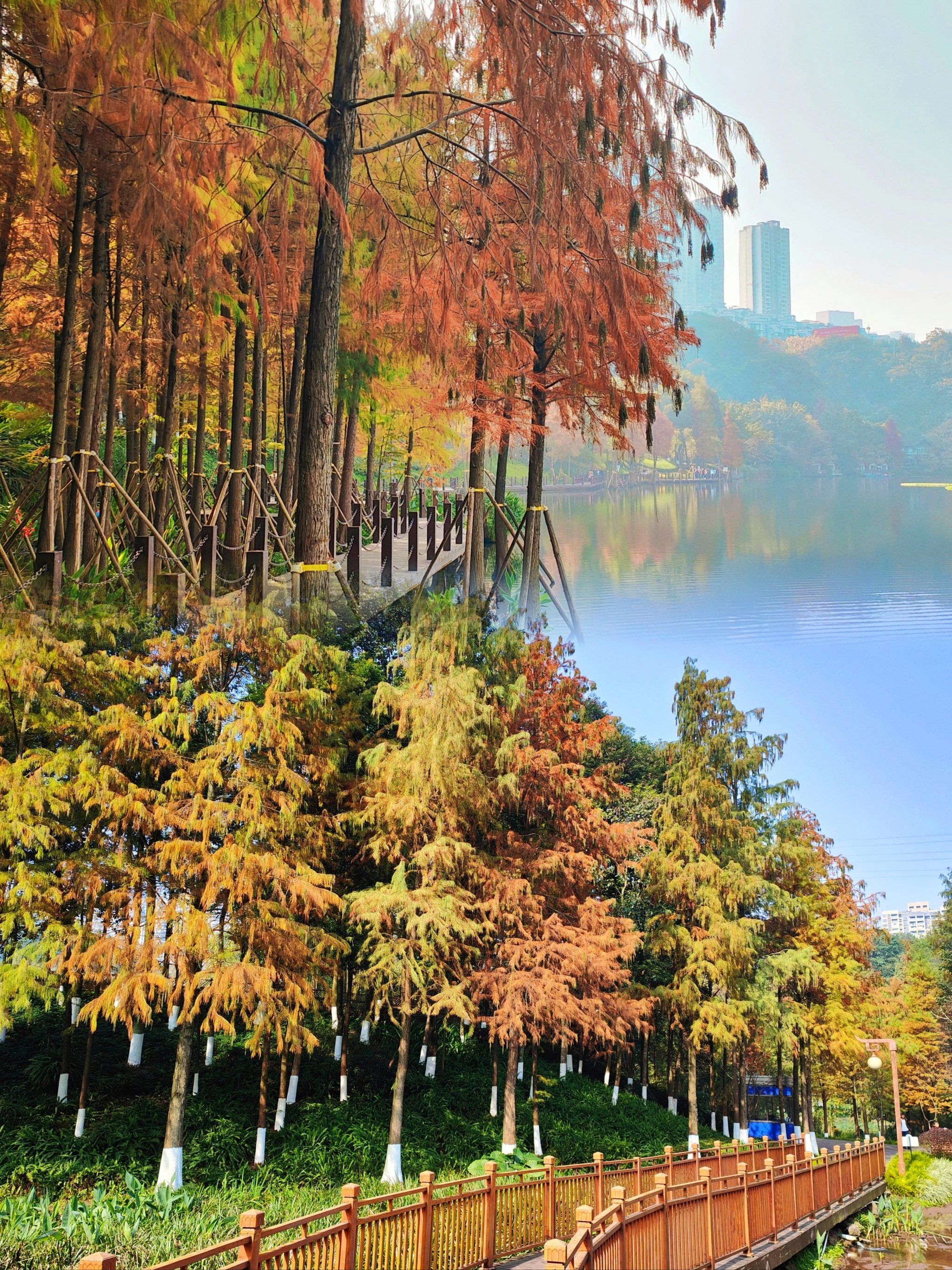 彩云湖公园已经到了最美的时候啦‼️