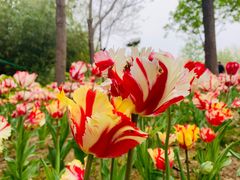 -郑州中国绿化博览园