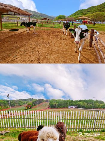 今天去了大家都比较推荐的这个小型牧场，里边的三只小羊