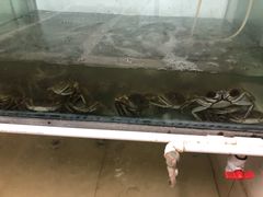 -小陆莲花蟹园农家乐(莲花岛店)