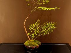 -凯菲厅海鲜姿造·海鲜自助·帝王蟹·龙虾(成都群光君悦酒店)