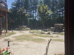 -上海野生动物园老虎餐厅