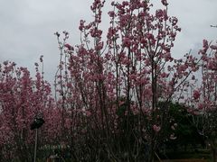 -天适樱花悠乐园