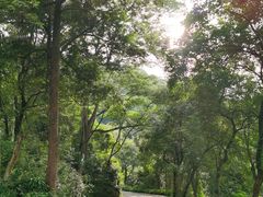 -火炉山森林公园