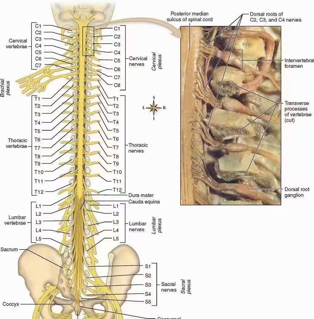 脊神经前后支图片