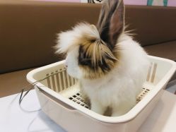 -Moni星球萌宠·小马宝莉·灵蛇·高端高阶全萌宠互动体验俱乐部(红豆国际广场店)